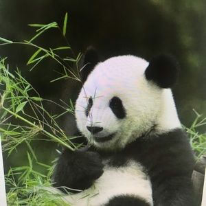 Meet your Posher, Frank